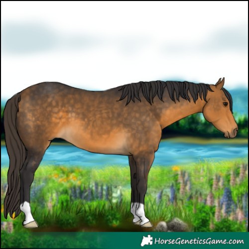 Horse Color:Buckskin 