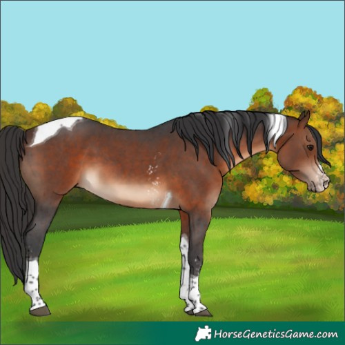 Horse Color:Brown Sabino Tobiano 