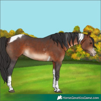 Horse Color:Brown Sabino Tobiano