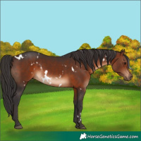 Horse Color:White Spotted Brown
