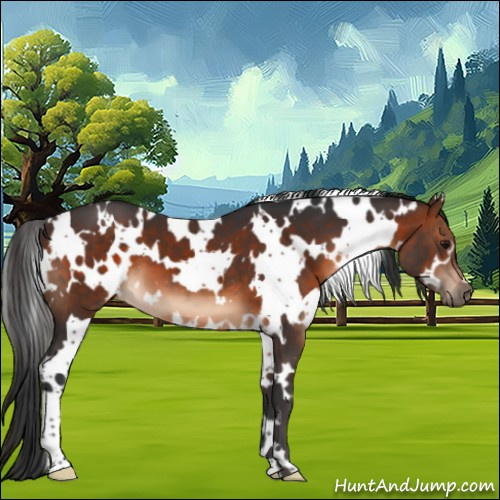 Horse Color:White Spotted Brown 
