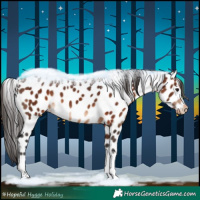 Horse Color:Brown Tobiano Appaloosa 