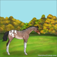 Horse Color:Brown Roan Tobiano Appaloosa 
