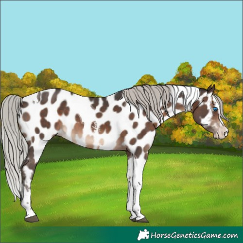 Horse Color:Silver Brown Sabino Splash Tobiano Appaloosa 