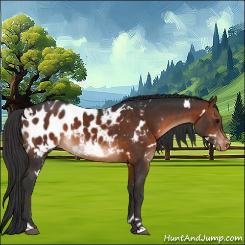 Horse Color:White Spotted Brown Appaloosa