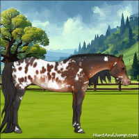 Horse Color:White Spotted Brown Appaloosa 