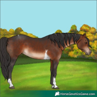 Horse Color:Bay Tobiano 