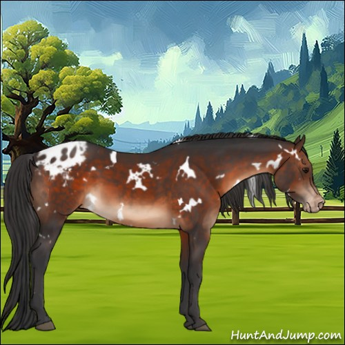 Horse Color:White Spotted Brown Appaloosa 
