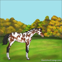 Horse Color:Brown Tobiano Near Leopard