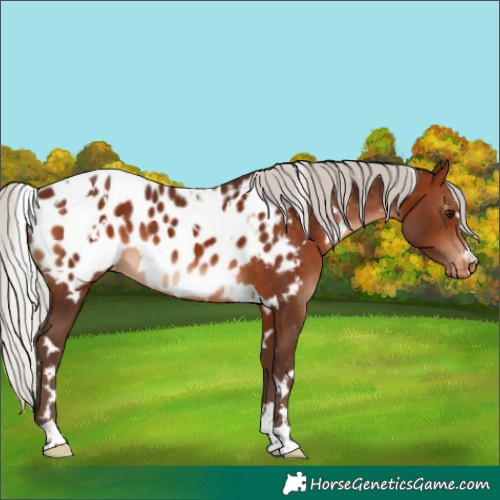Horse Color:White Spotted Silver Brown Blanket 