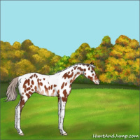 Horse Color:Silver Brown Tobiano Near Leopard 