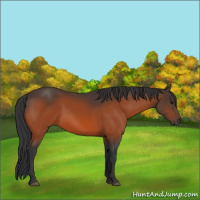 Horse Color:Brown 