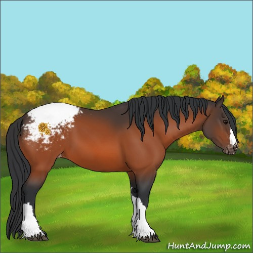 Horse Color:Bay Appaloosa 