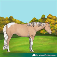 Horse Color:Silver Classic Champagne Tobiano 
