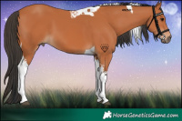 Horse Color:Bay Tobiano 