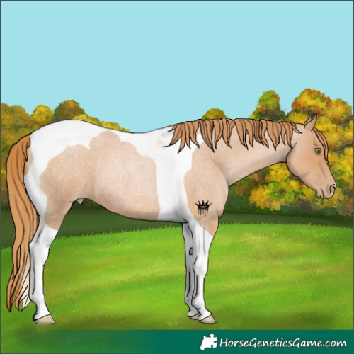 Horse Color:Red Roan Pearl Tobiano 