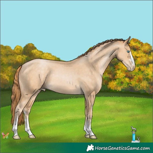 Horse Color:Buckskin Pearl 