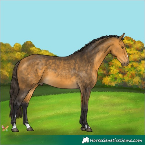 Horse Color:Buckskin 