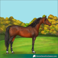 Horse Color:Brown 