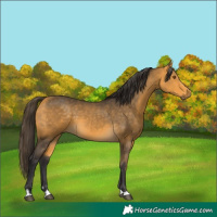 Horse Color:Buckskin 