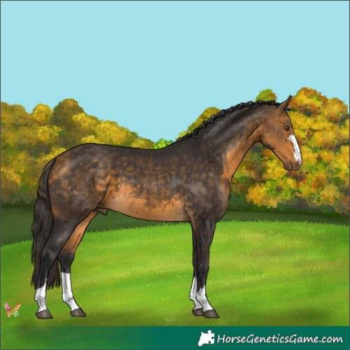 Horse Color:Buckskin 