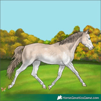 Horse Color:White Spotted Perlino 