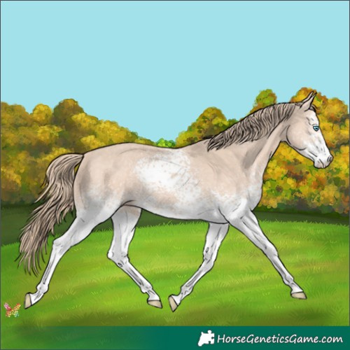 Horse Color:White Spotted Perlino 