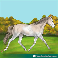 Horse Color:White Spotted Perlino 