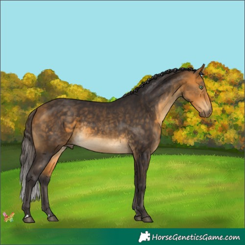 Horse Color:Buckskin 