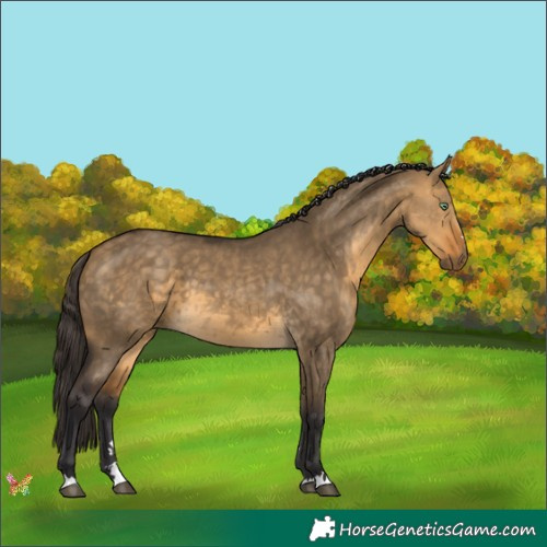 Horse Color:Buckskin Dun 