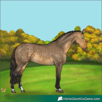 Horse Color:Buckskin Dun