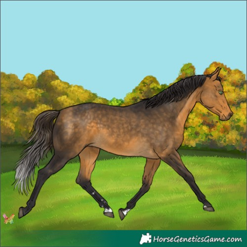 Horse Color:Buckskin 