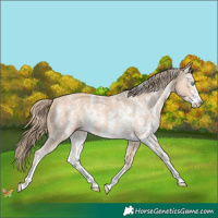 Horse Color:Perlino Sabino 