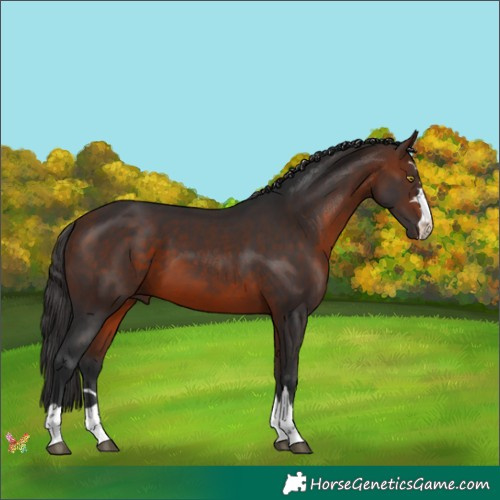 Horse Color:Bay 