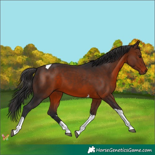 Horse Color:Brown Tobiano 