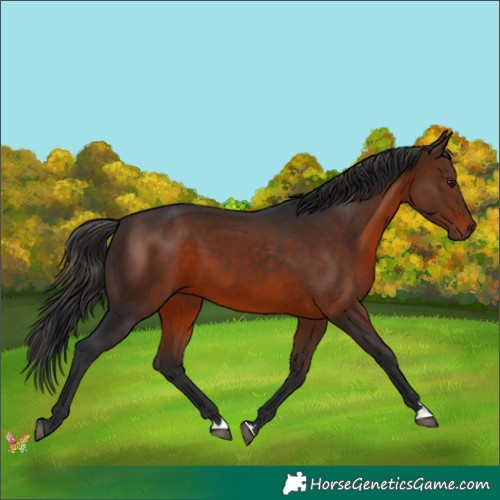 Horse Color:Brown 