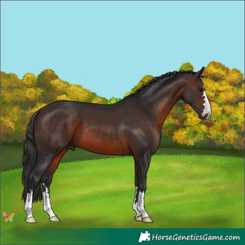 Horse Color:Brown 
