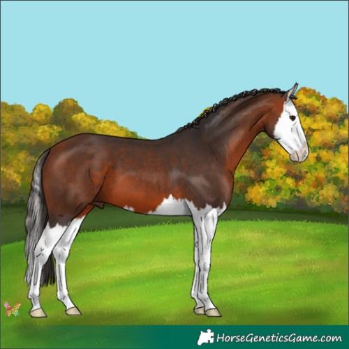 Horse Color:Bay Splash 