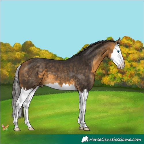 Horse Color:Buckskin Splash 