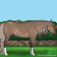 Horse Color:Silver Grullo 