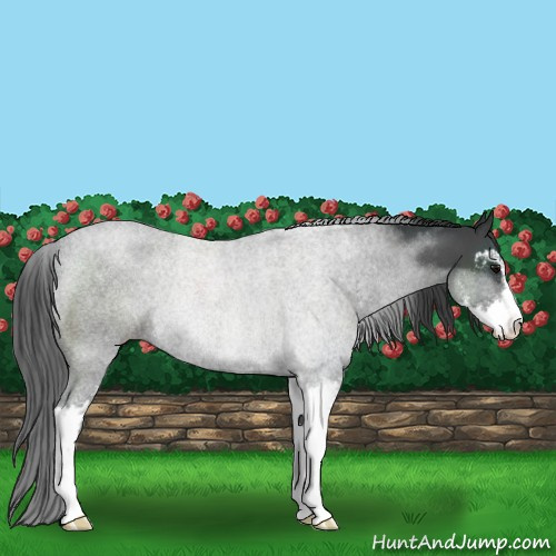 Horse Color:Blue Roan Sabino Rabicano