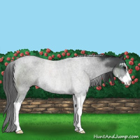 Horse Color:Blue Roan Sabino Rabicano