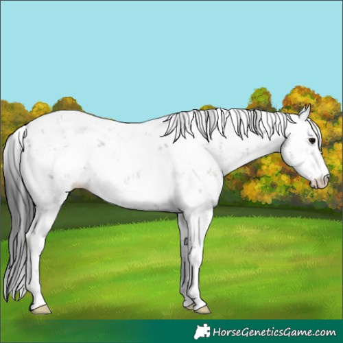 Horse Color:Grullo Sabino
