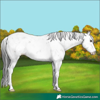 Horse Color:Grullo Sabino 