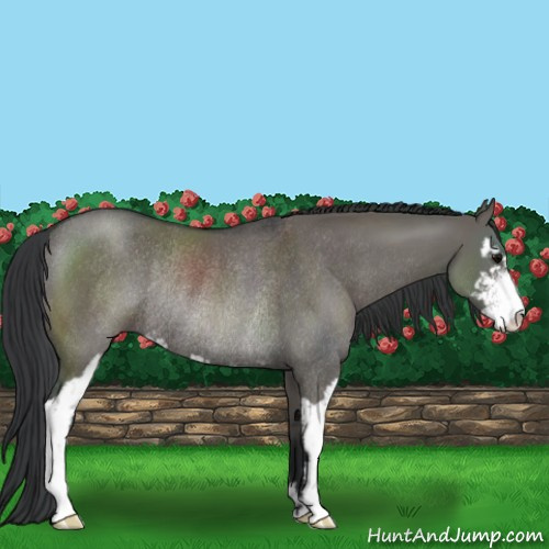 Horse Color:Grullo Sabino Rabicano 