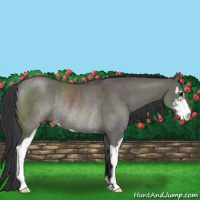 Horse Color:Grullo Sabino Rabicano