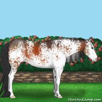 Horse Color:White Spotted Brown Sabino 