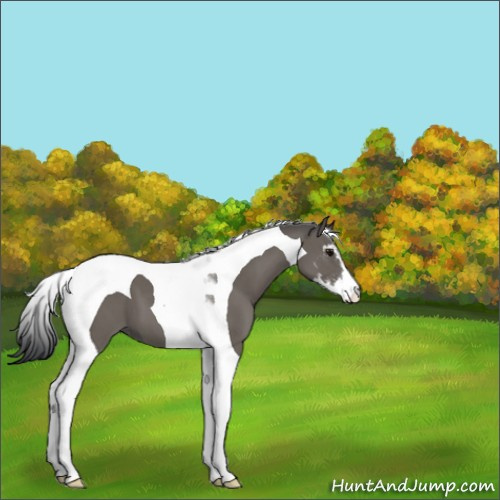 Horse Color:Grullo Sabino Tobiano 
