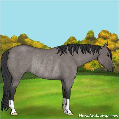 Horse Color:Grullo Roan Rabicano 