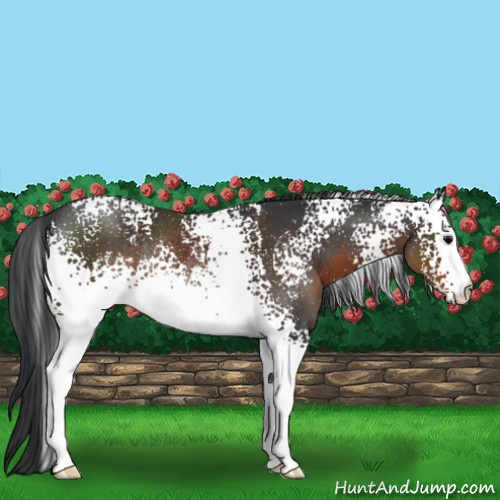 Horse Color:White Spotted Brown Rabicano